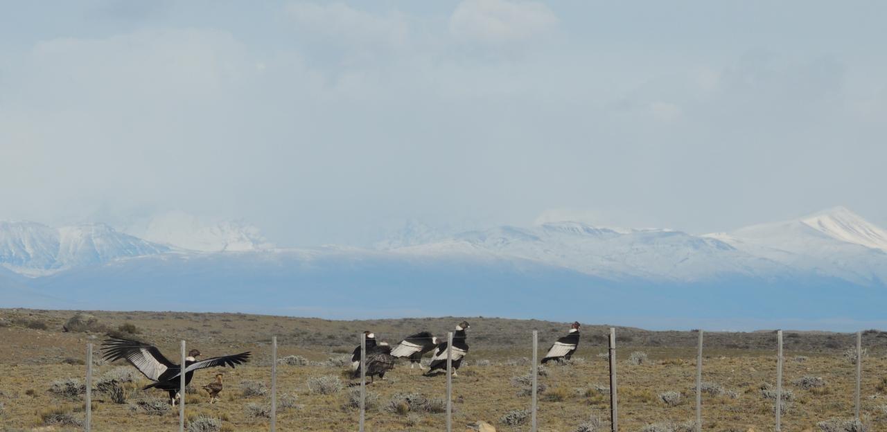 Complejo "Nahuel Pan " Villa El Chalten Dış mekan fotoğraf